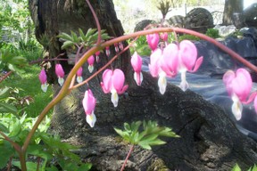 Bleeding Heart flower bloom 2