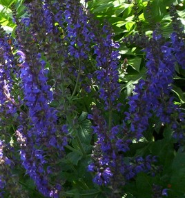 Salvia Flower 1