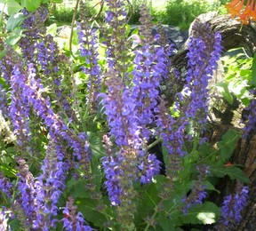 Salvia Flower 2