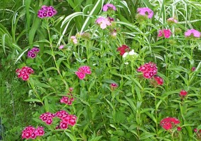 Sweet William Flower