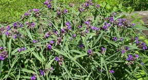 Purple Spiderwort Flower