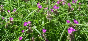 Pink Spiderwort Flower