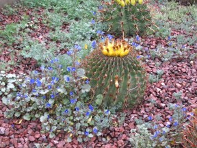 Barrel Cactus with Flowers