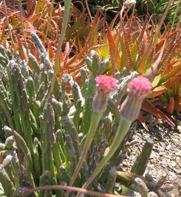Aloe Vera Plants with Pink Flowers
