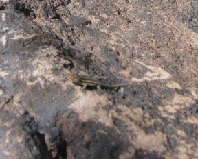 Lizard on a rock at the Garden