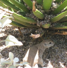 Ground squirrel under a yucca plant