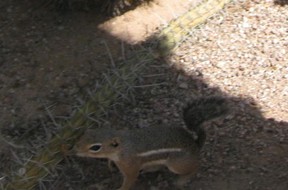 Chipmunk, ground squirrel, not sure