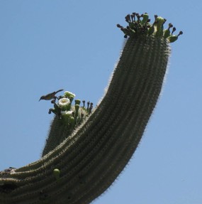 Bird on a saguaro cactus