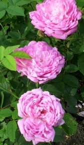 Pink Rose Flower Bloom 1