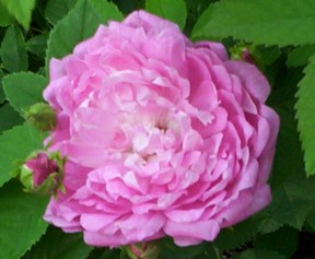Pink Rose Flower Bloom 2