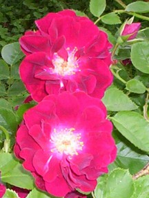 Red Rose Flower Bloom 4