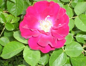 Red Rose Flower Bloom 3