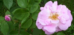 Pink Rose Flower Bloom 4