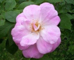 Pink Rose Flower Bloom 3