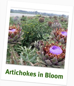 ARtichokes in Central California Field