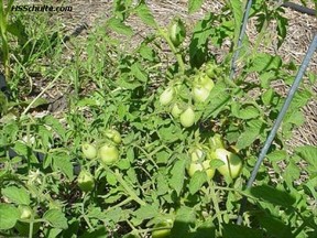 Organic Garden