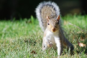 Eastern Gray Squirrel (C) 2010 L.Randall