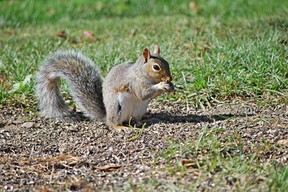 Eastern Gray Squirrel (C) 2010 L.Randall