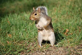 Eastern Gray Squirrel (C) 2010 L.Randall