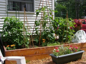 Raised bed vegetable garden plants after 1 month