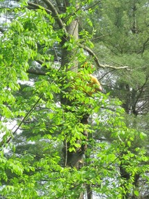 Arobrist climbing pine tree before timber harvest