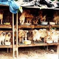 A Puppy Mill