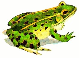 Leopard Frog sings Ribbit