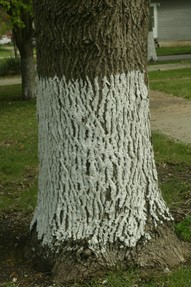Tree with trunk painted white