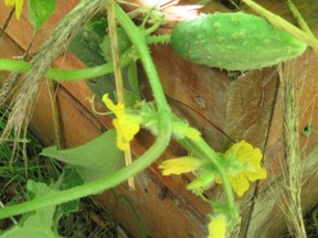 Planter box cucumbers
