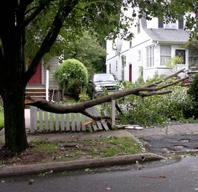 falling branch