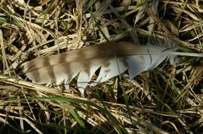 An owl feather