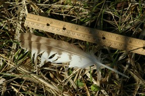 Large owl feather