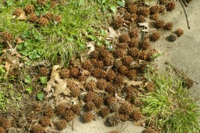 Sweet Gum Trees And Their Spiky Seed Balls,Pet Hedgehog Tank