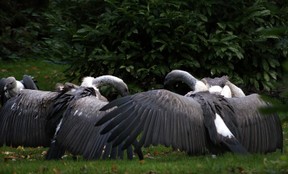Feeding bthe Vultures at the Hawk Conservancy