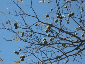 Walnuts hanging on tree limbs