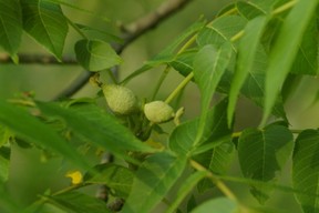Black walnuts forming in early spring