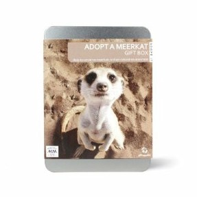 meerkat