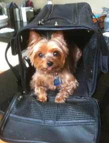 Airline Approved Pet Carriers