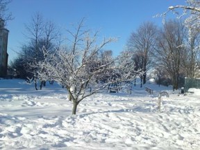 snowy landscape