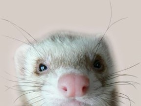 Cute Ferret