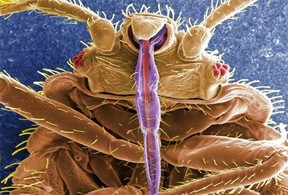 CloseUp of a BedBug