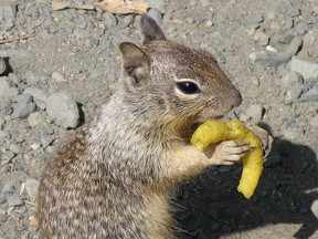 Campsite food