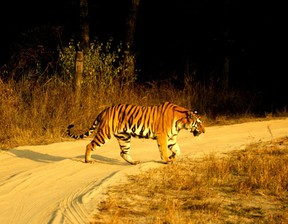 Tiger walk - teerath Singh 