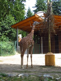Zoo, Ljubljana, žirafa