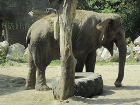 Zoo, Ljubljana, elephant, slon