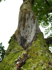Mossy, twisty tree, Eskdale by Nick Upton