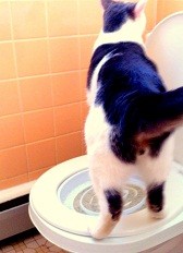 Albus Toilet Trained Cat CitiKitty Step 3.5