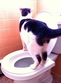 Albus Toilet Trained Cat CitiKitty Step 8