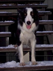 Border Collie on Stairs