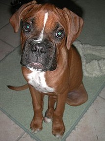 how do you potty train a boxer puppy